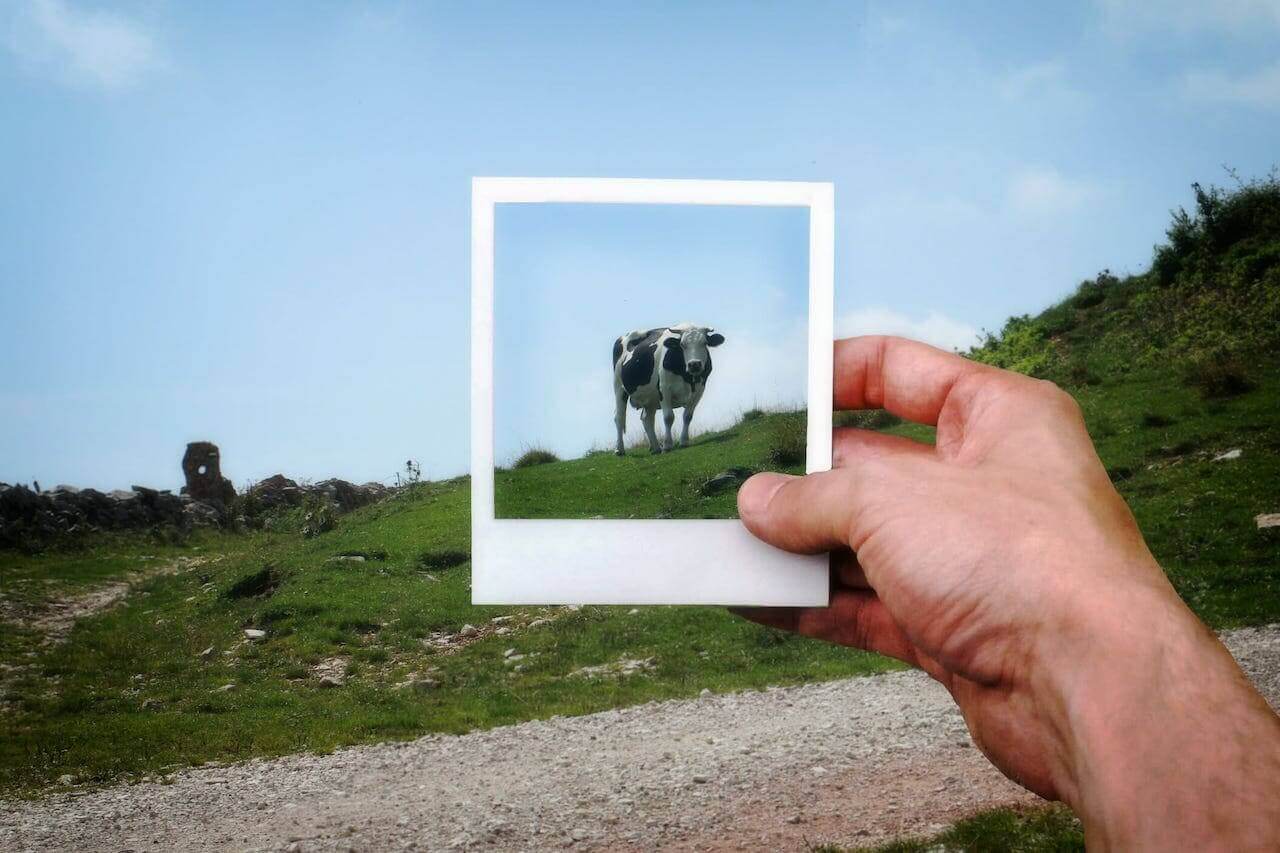 Frame de una vaca en el campo.