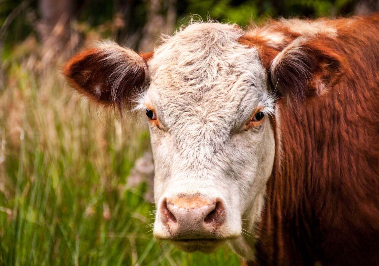 Ganado hereford