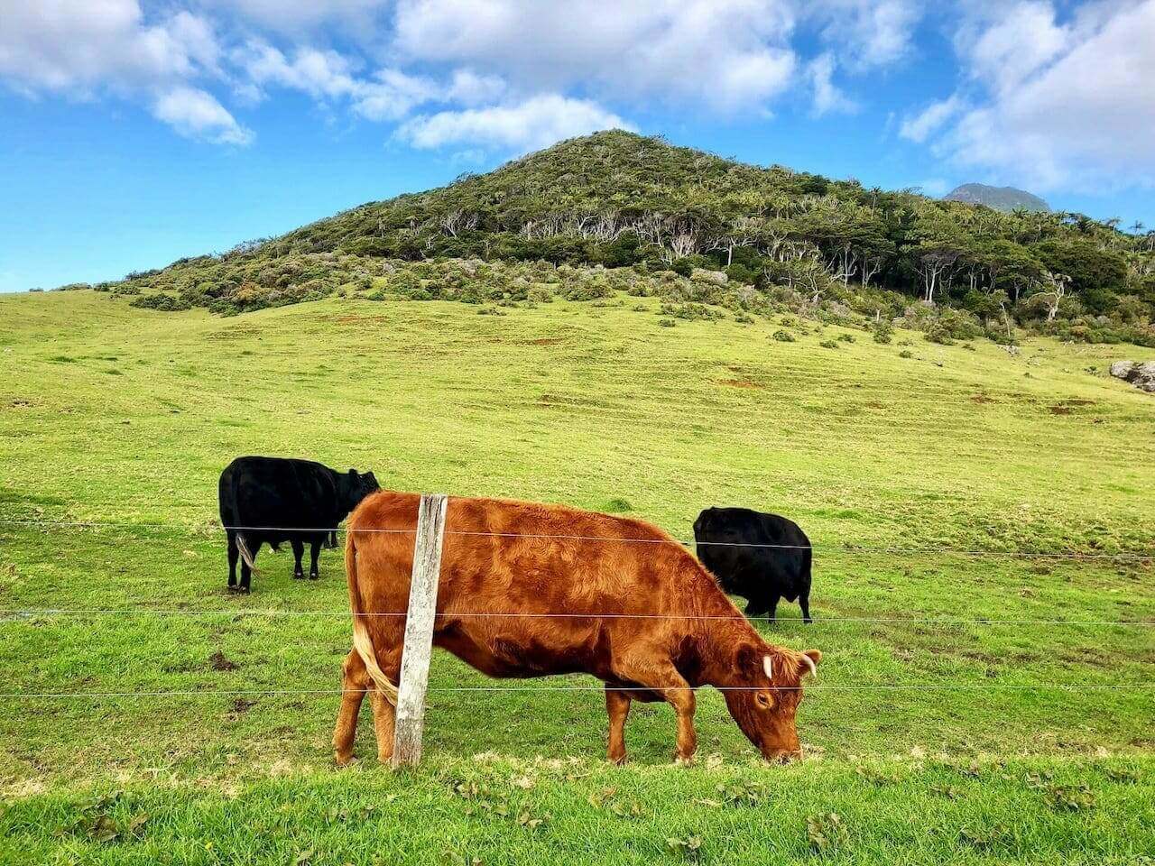 Vacas comiendo pasto.