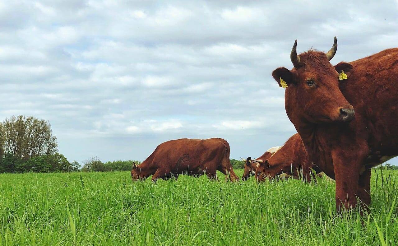 Vacas comiendo pasto.