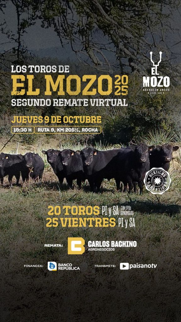 LOS ANGUS DE «EL MOZO»